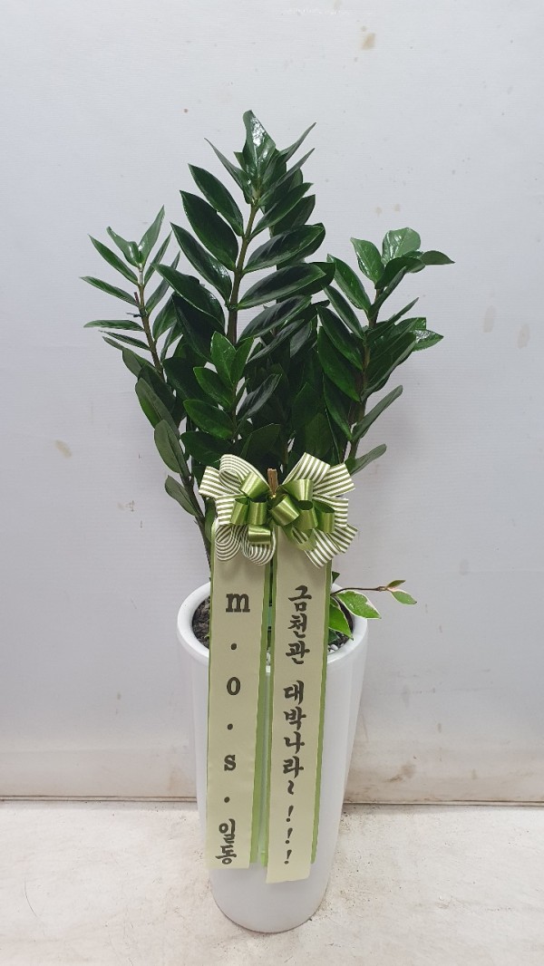 업로드 이미지