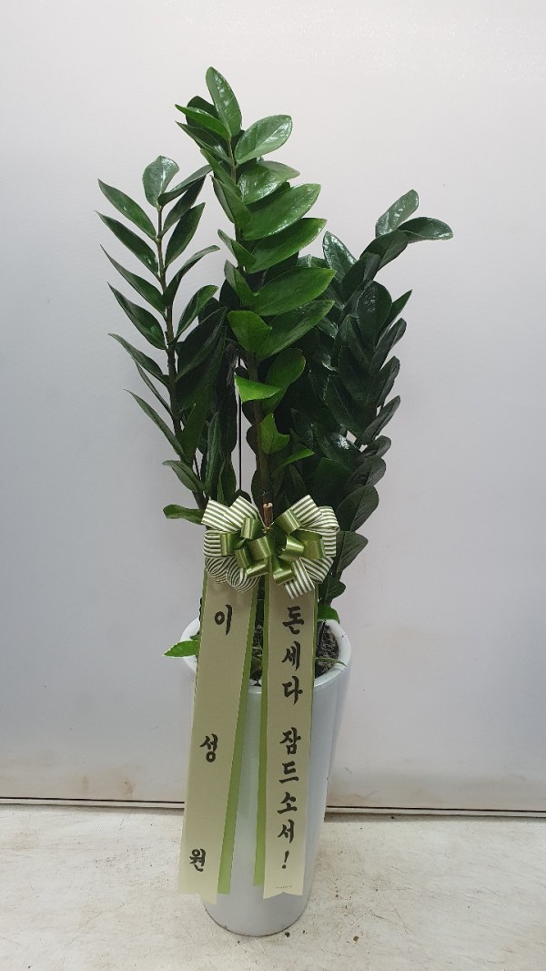 업로드 이미지