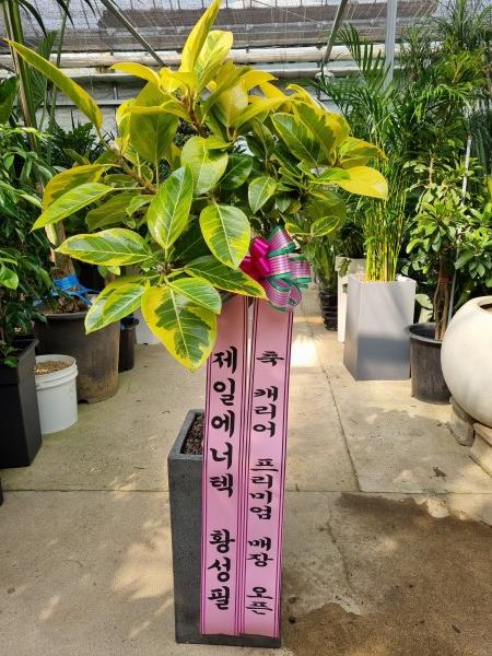 업로드 이미지