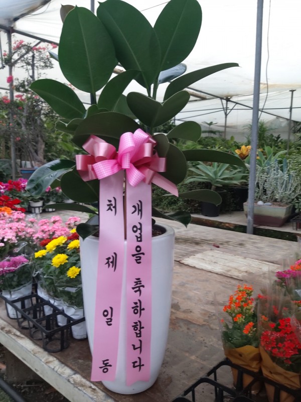 업로드 이미지