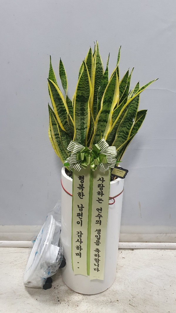 업로드 이미지