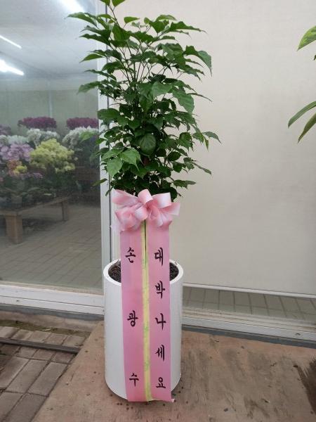 업로드 이미지