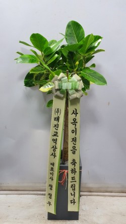 업로드 이미지