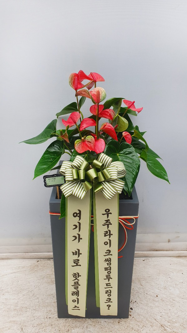 업로드 이미지