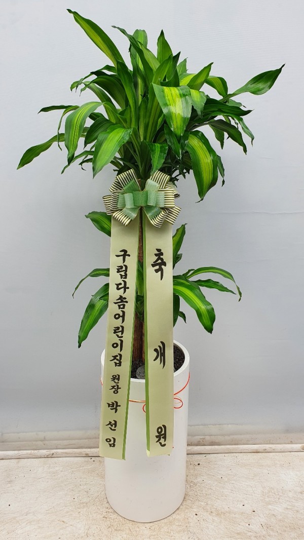 업로드 이미지