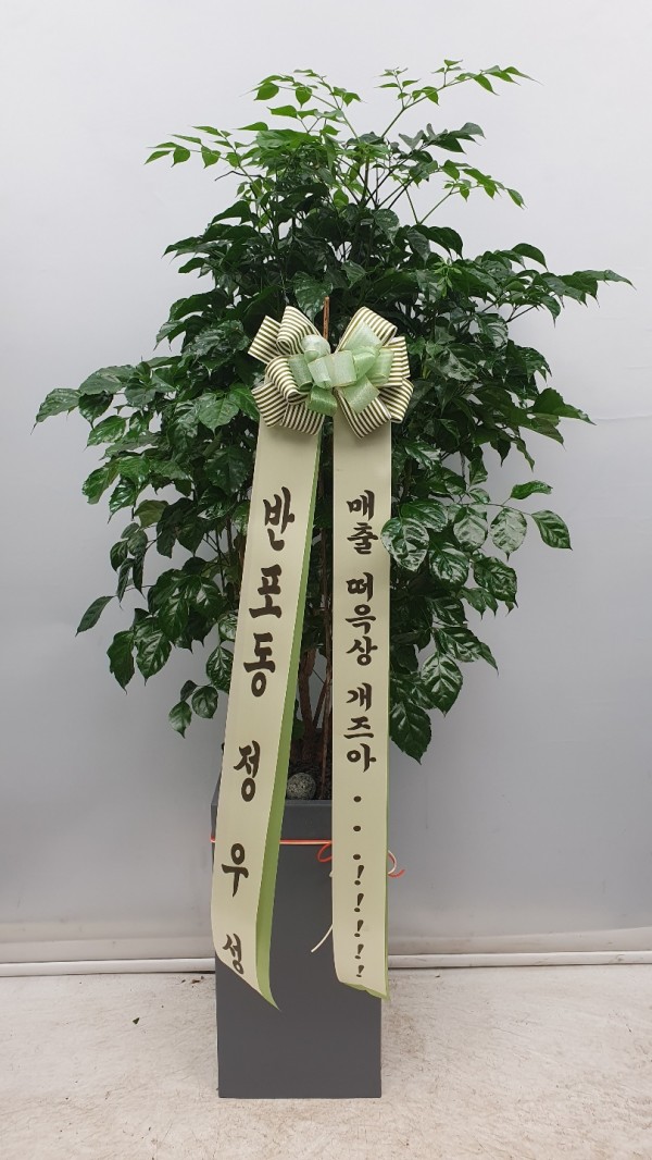 업로드 이미지