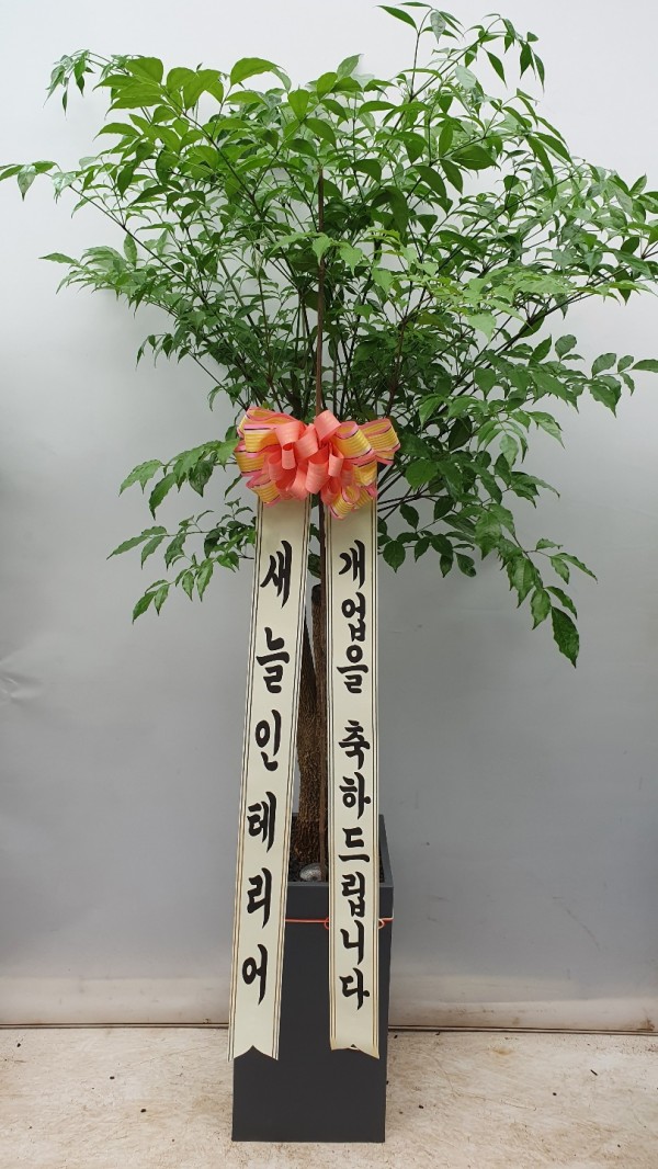 업로드 이미지