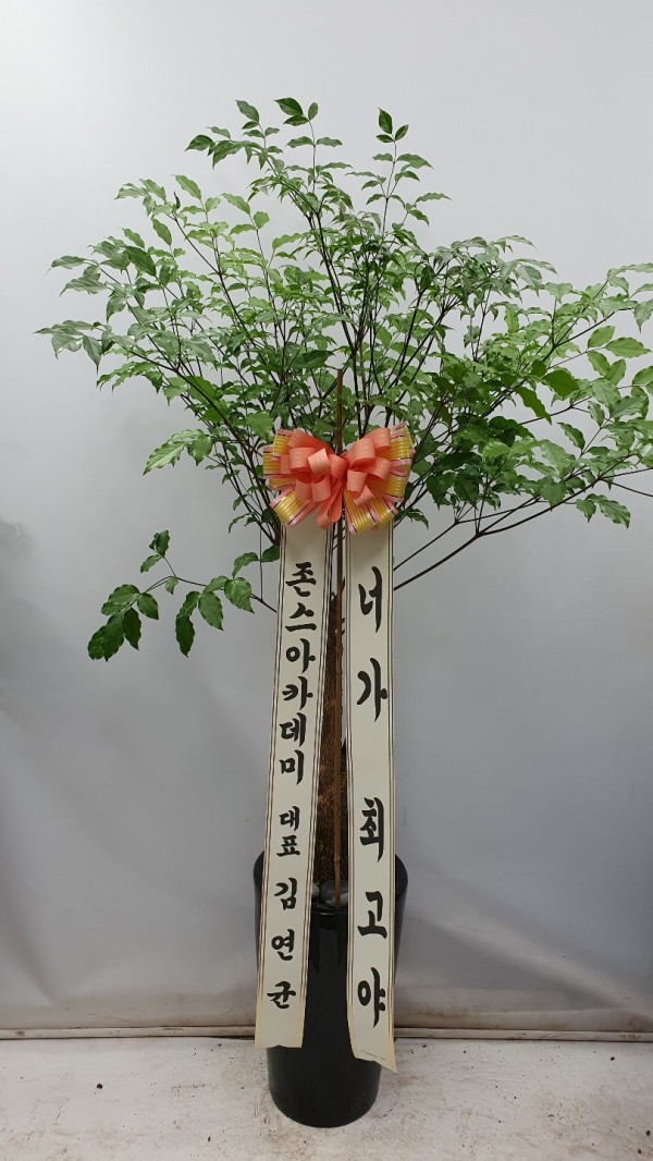 업로드 이미지