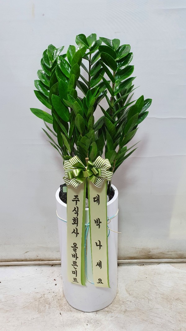 업로드 이미지
