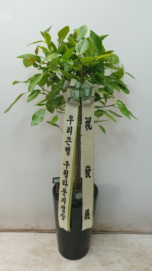 업로드 이미지