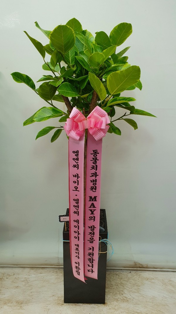 업로드 이미지