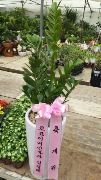업로드 이미지