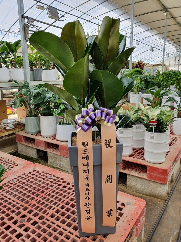 업로드 이미지