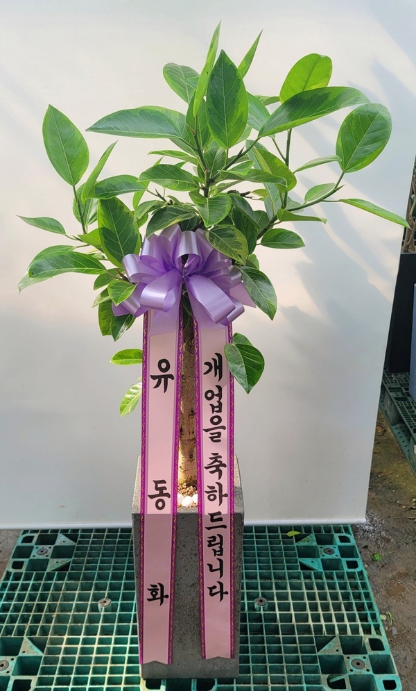 업로드 이미지