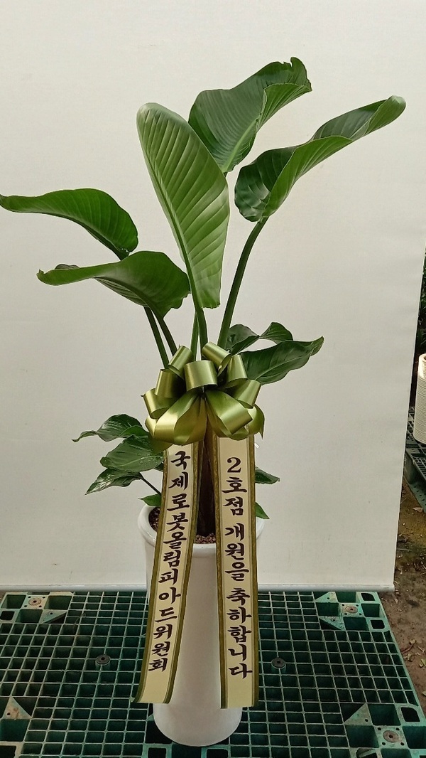 업로드 이미지