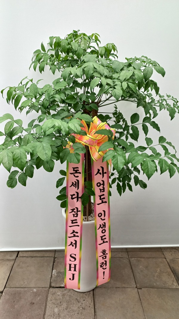 업로드 이미지
