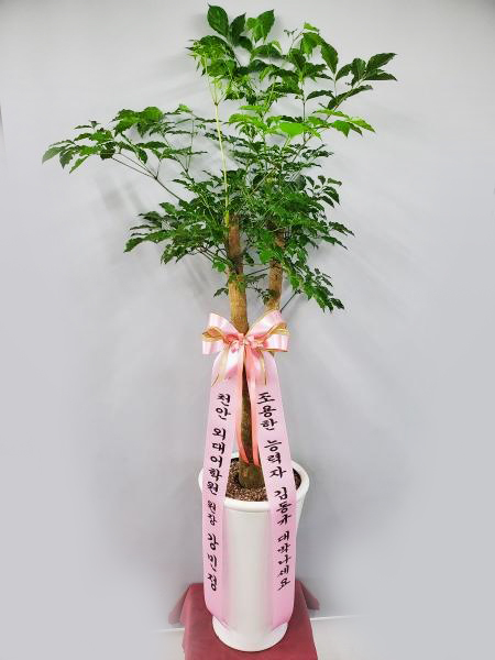 업로드 이미지