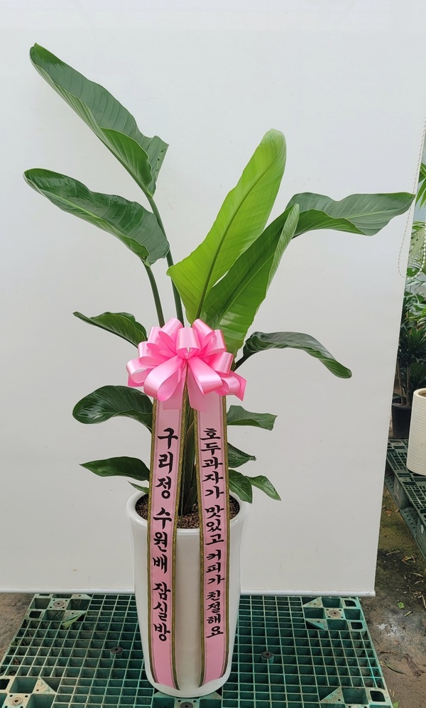 업로드 이미지