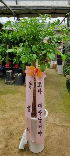업로드 이미지