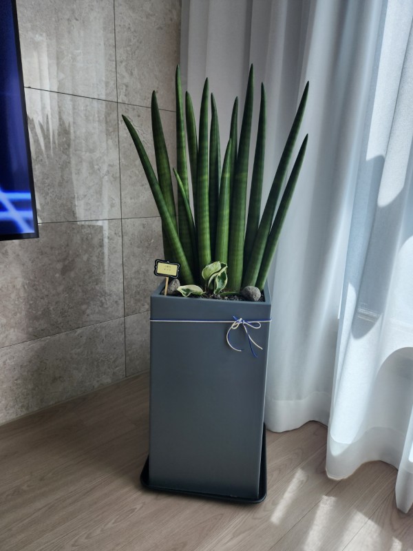 업로드 이미지
