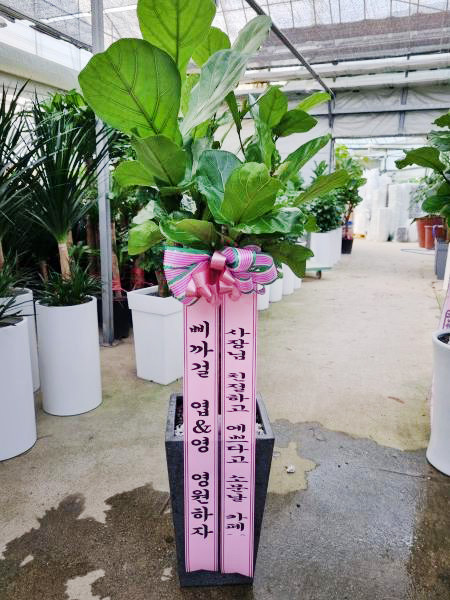 업로드 이미지