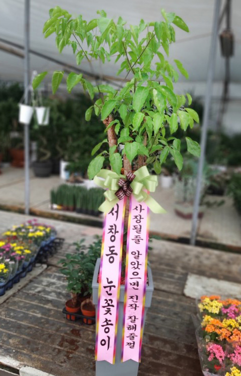 업로드 이미지