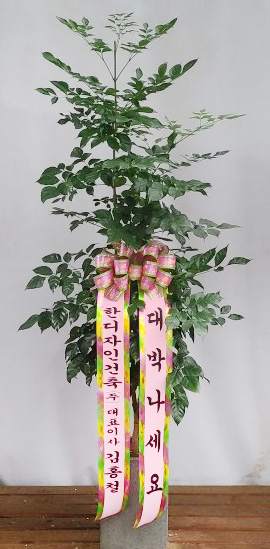 업로드 이미지