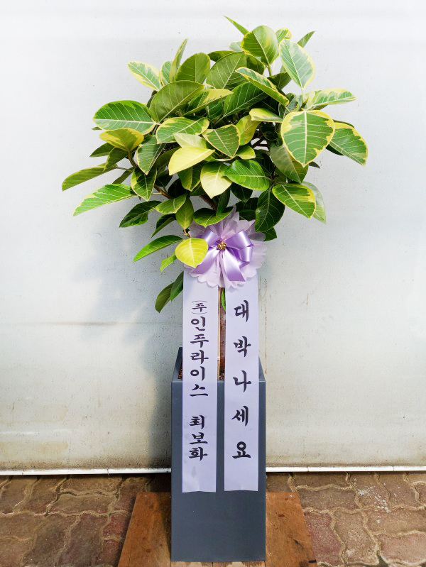 업로드 이미지