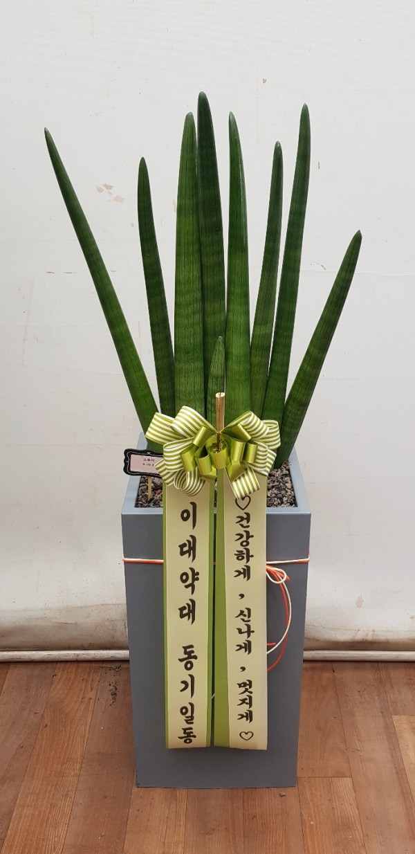 업로드 이미지