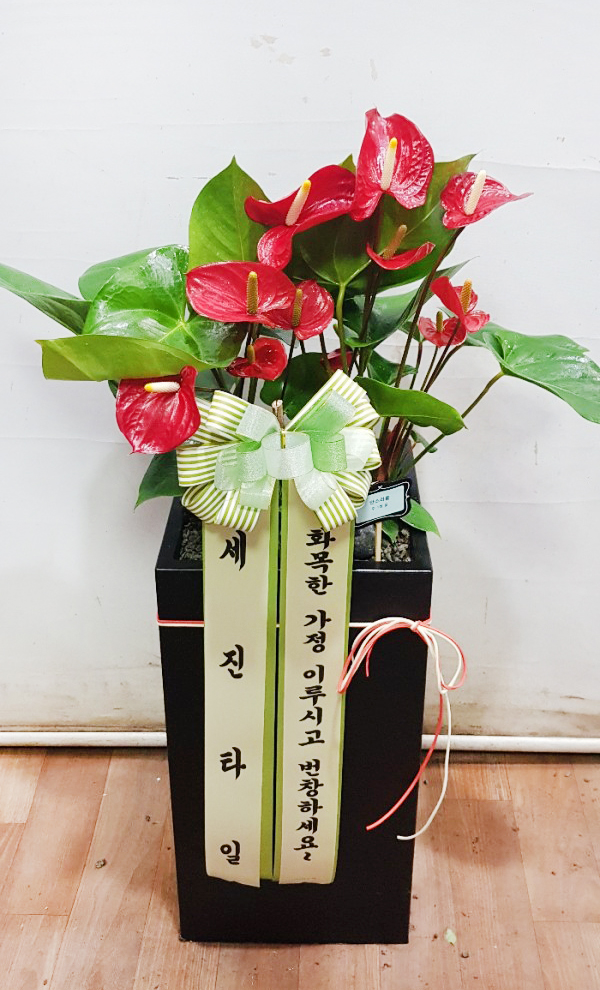 업로드 이미지