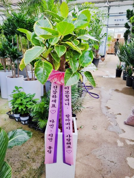 업로드 이미지