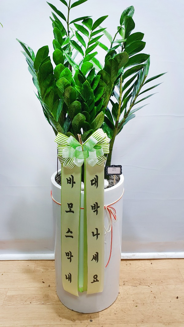 업로드 이미지