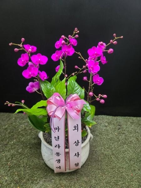 업로드 이미지