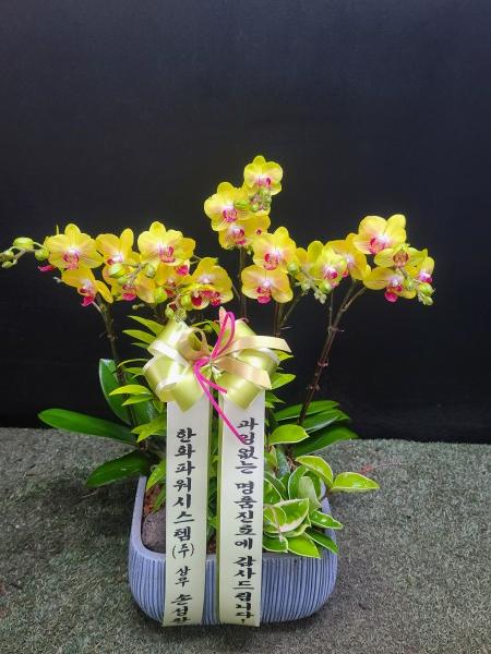 업로드 이미지