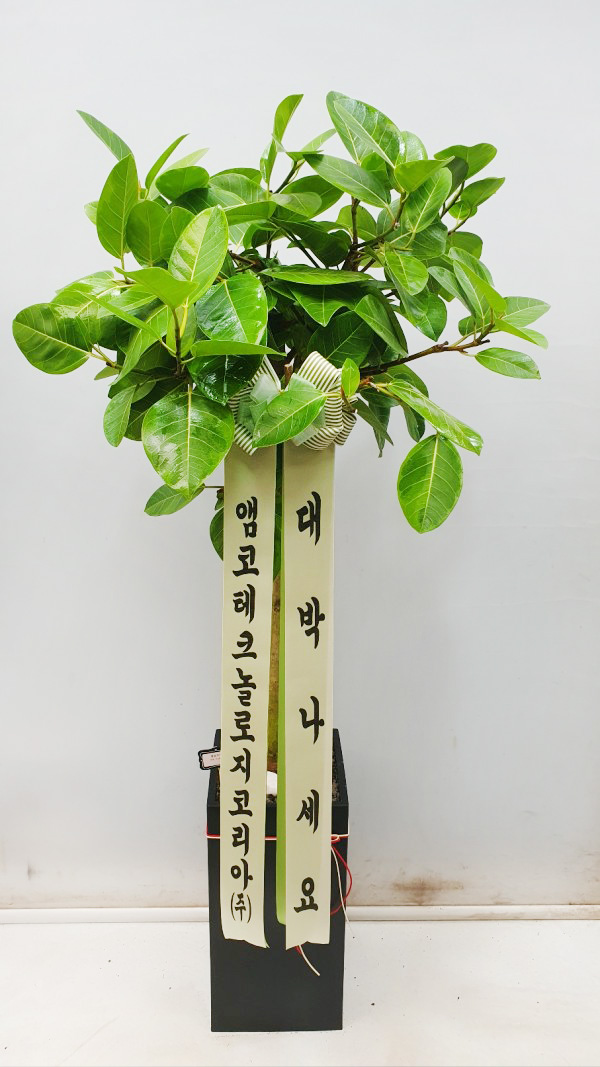 업로드 이미지