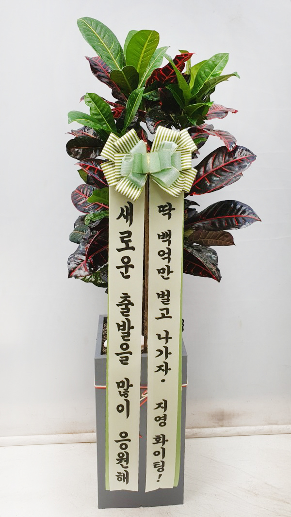 업로드 이미지