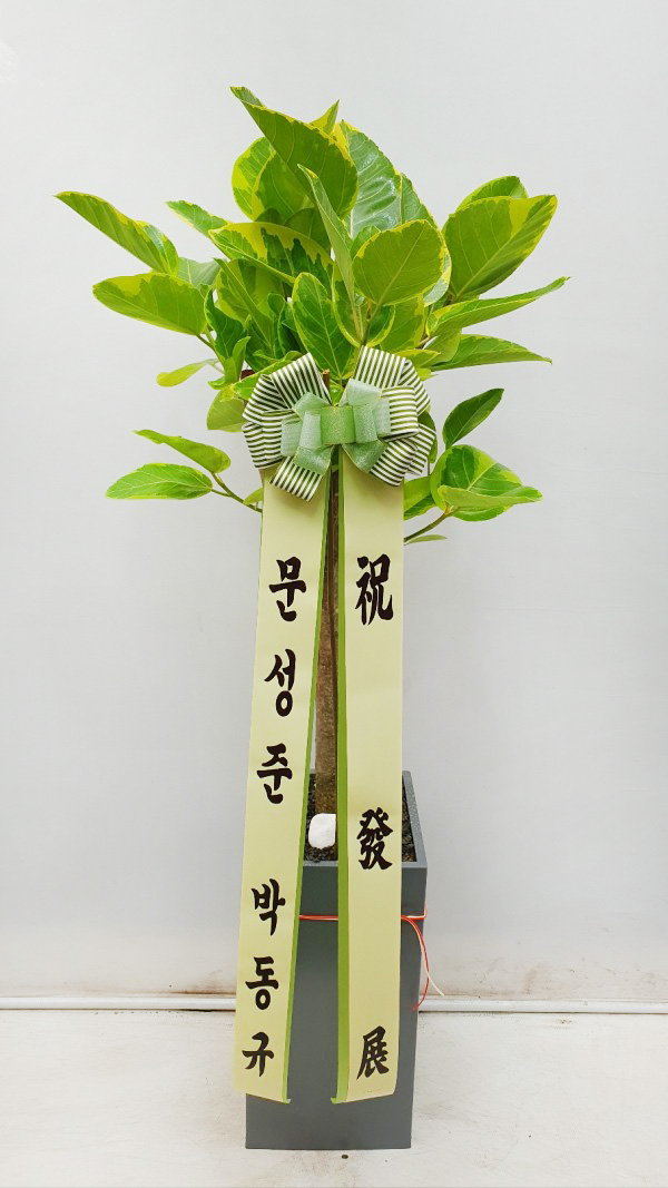 업로드 이미지