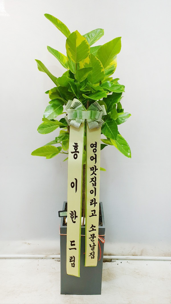 업로드 이미지