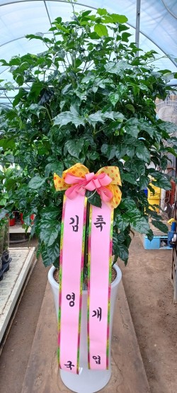 배송사진