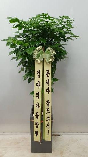 업로드 이미지