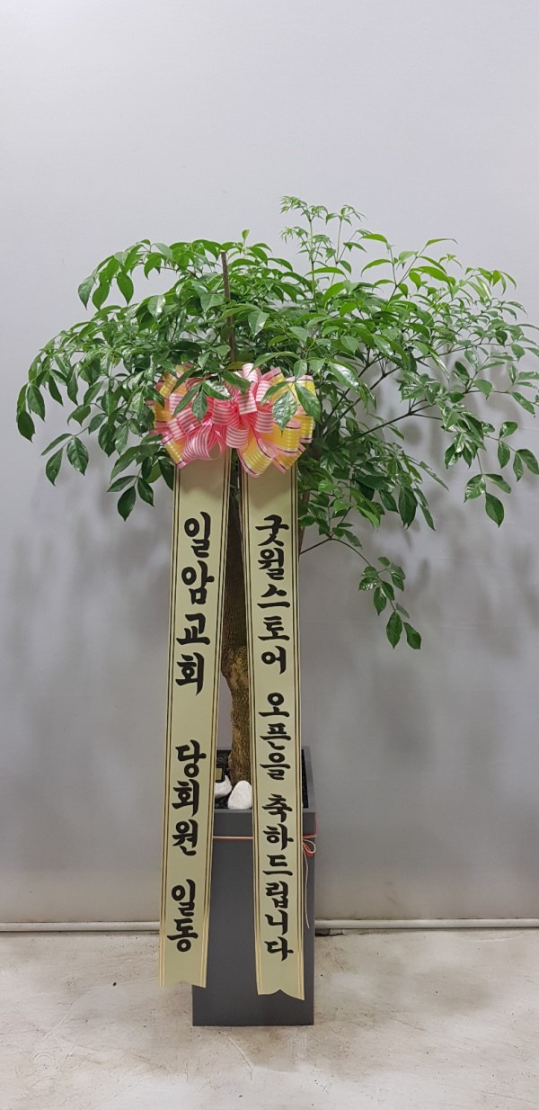 업로드 이미지