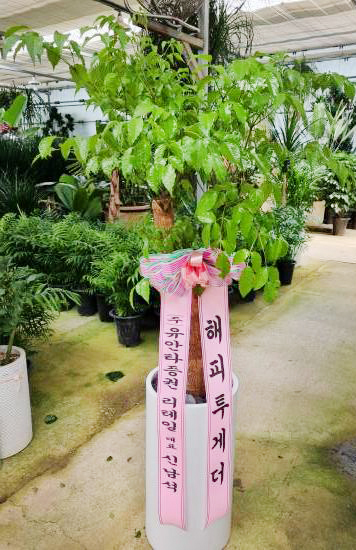 업로드 이미지