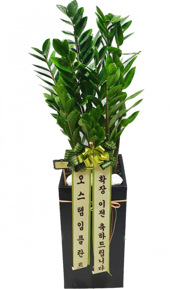 업로드 이미지