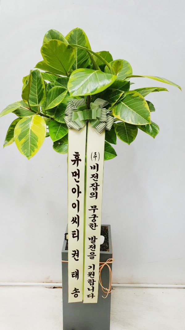 업로드 이미지