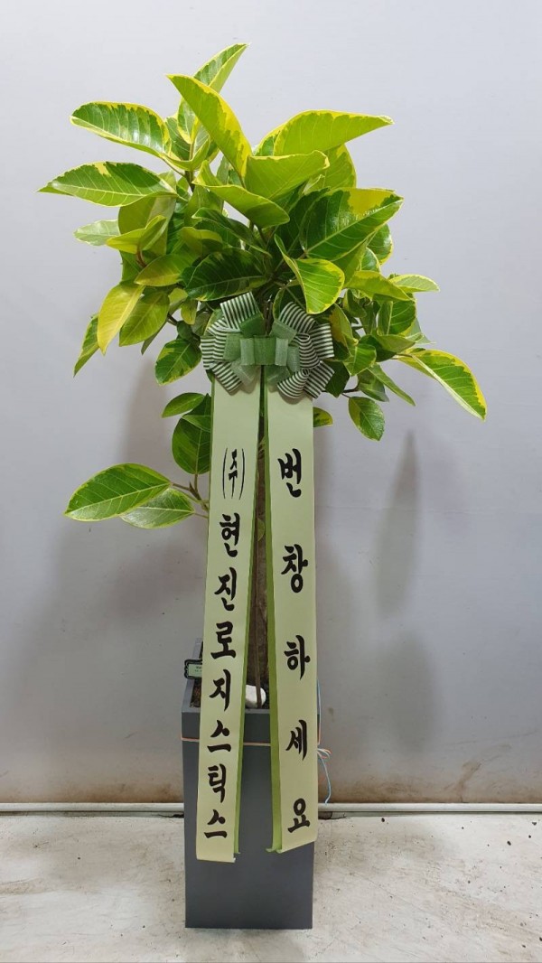 업로드 이미지