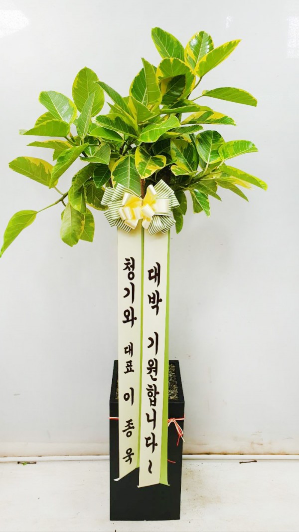 업로드 이미지