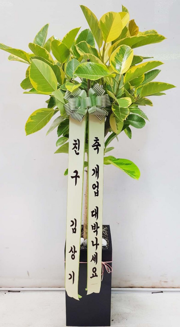 업로드 이미지