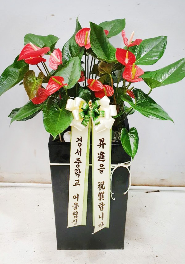 업로드 이미지