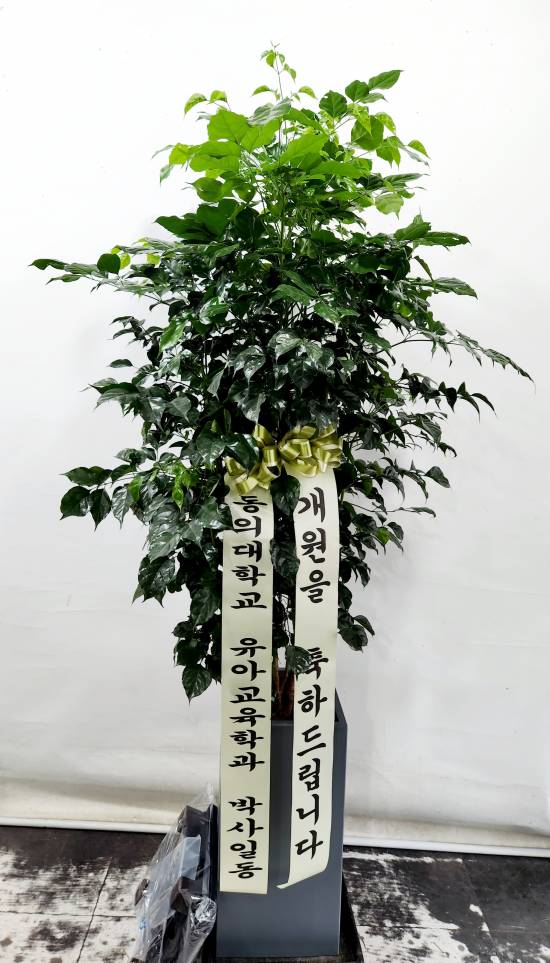 업로드 이미지