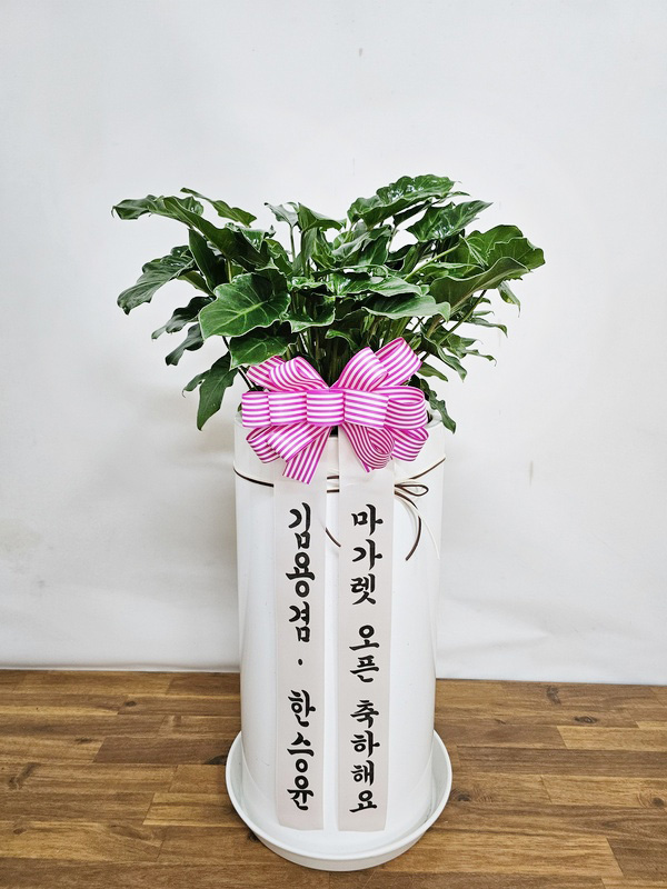 업로드 이미지